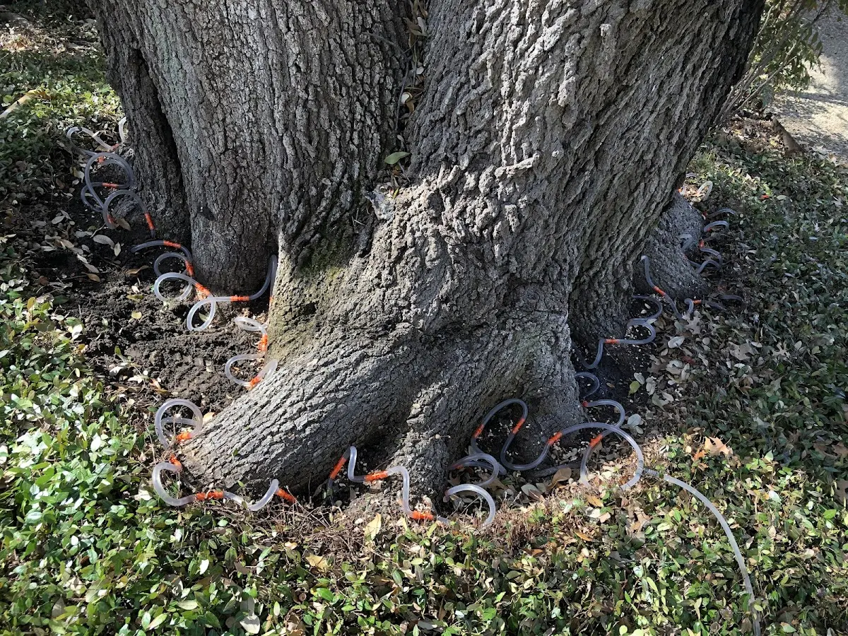 Detailed Tree Cabling and Bracing job site in Fairchance