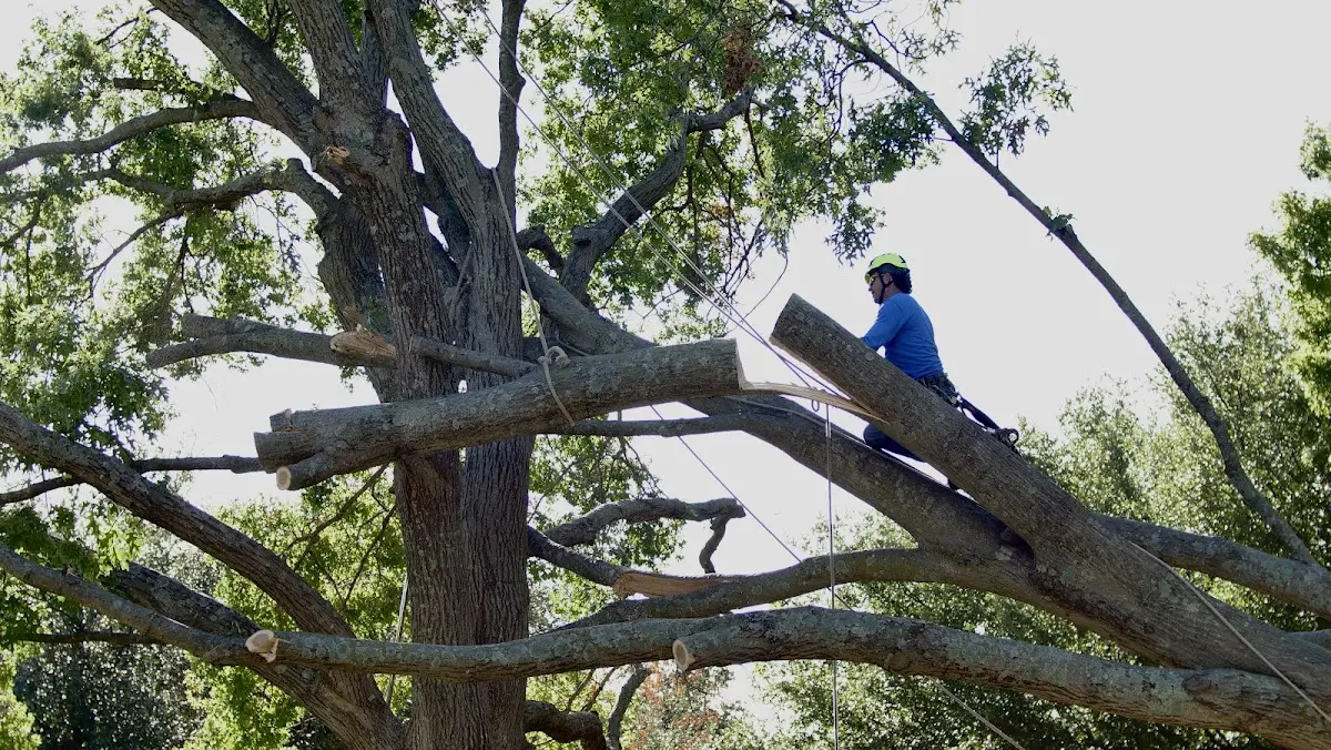 Professional Crown Thinning performed by certified arborists in Fairchance