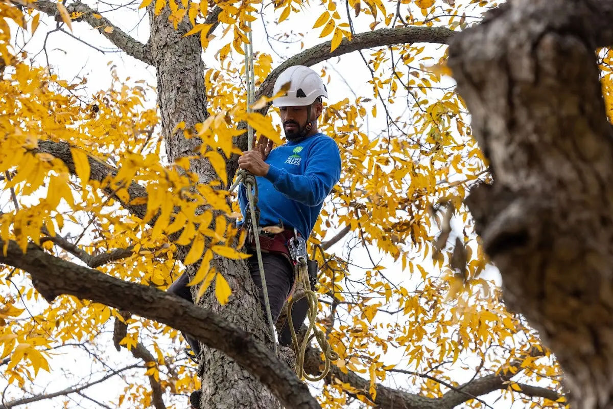 Skilled Tree Planing crew working in Fairchance