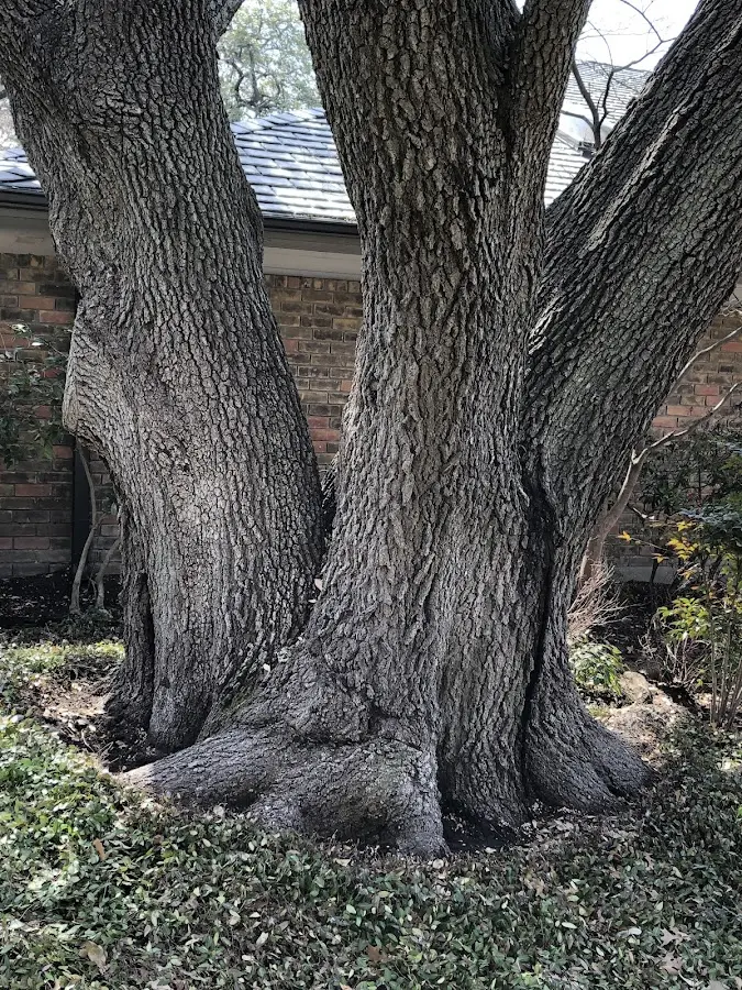 Mature heritage tree close to a Fairchance property cared for by certified arborists